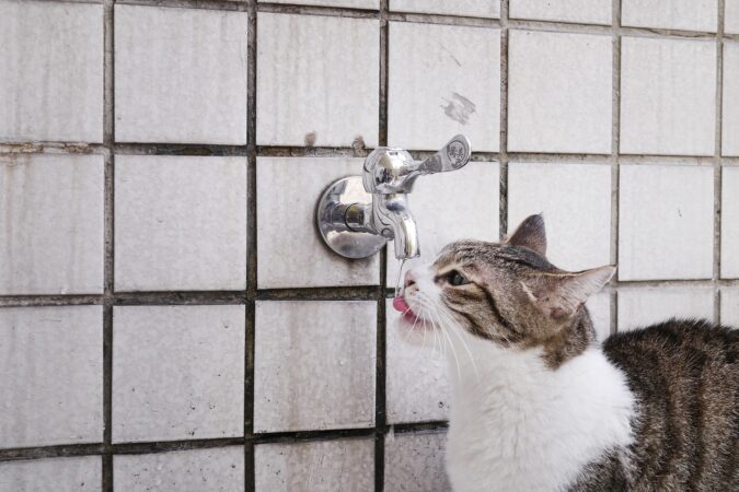drinkfontein kat