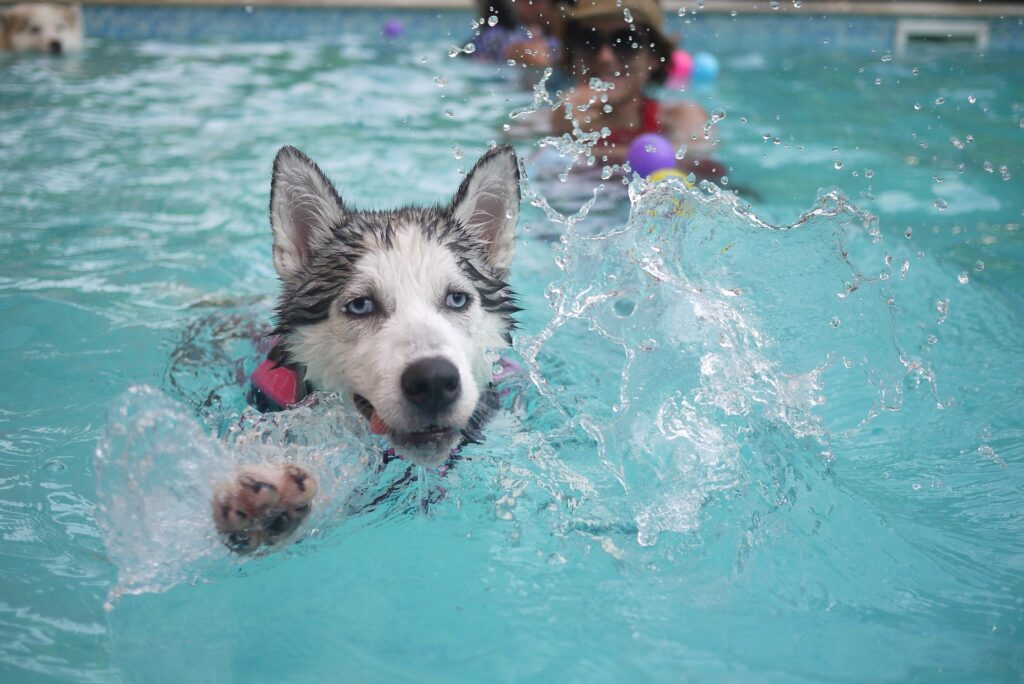 hondenzwembad