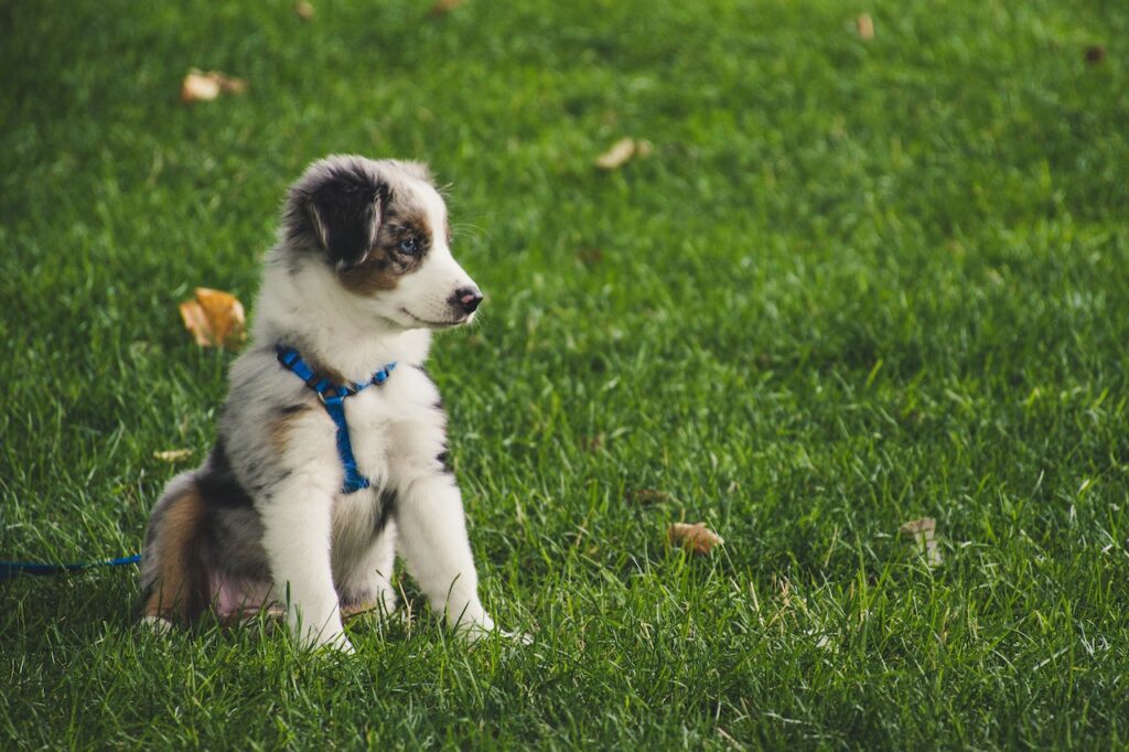 belang van een puppytuigje