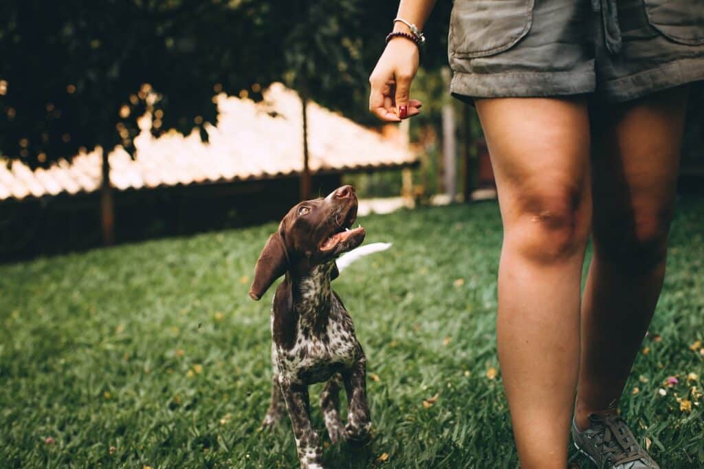 gps-tracker hond