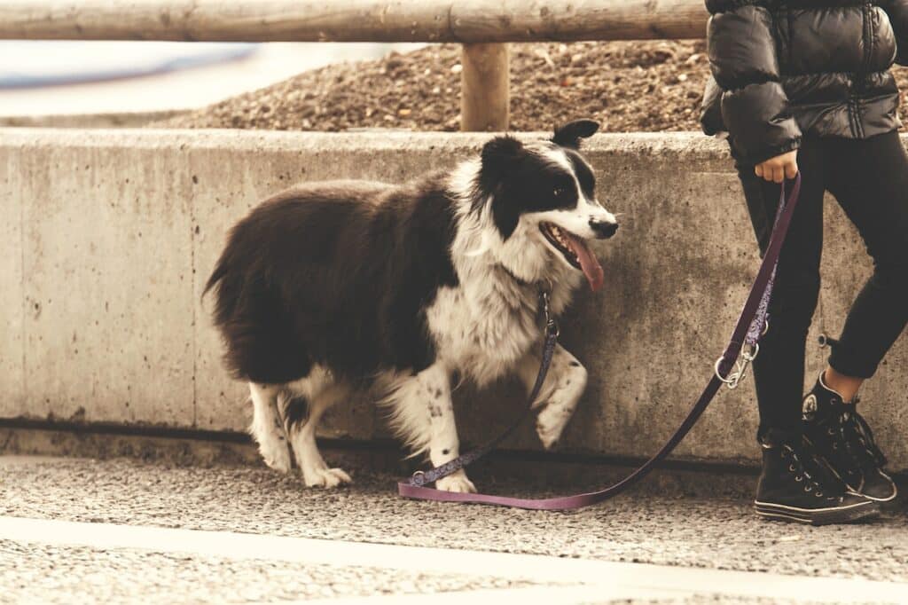 hond trekt aan lijn afleren