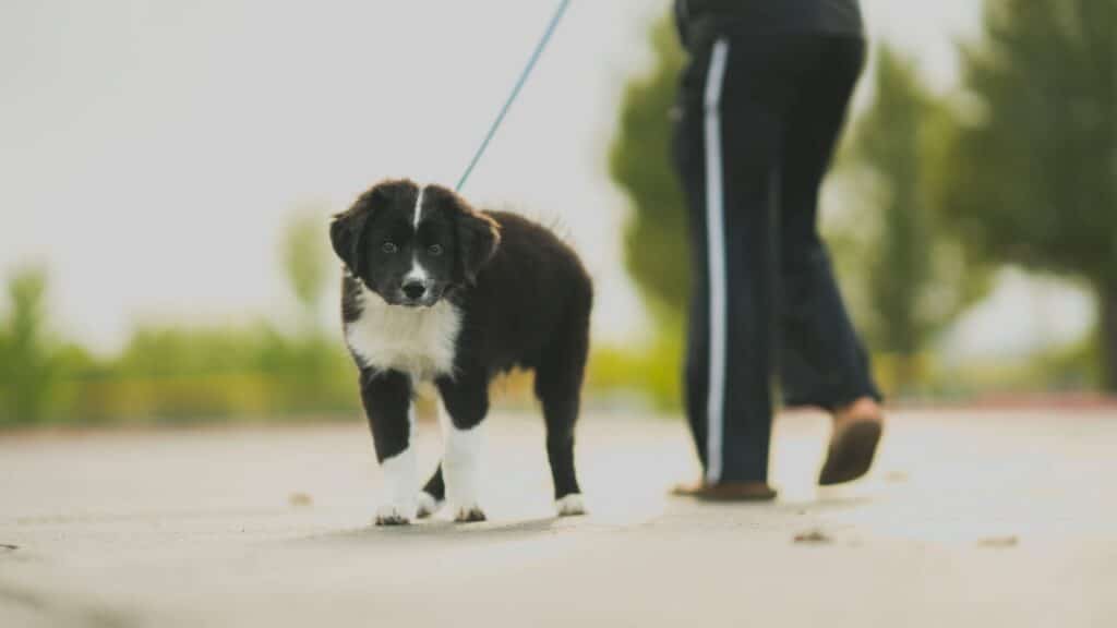 hond trekt aan lijn