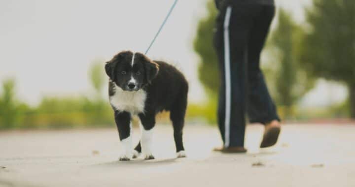 hond trekt aan lijn