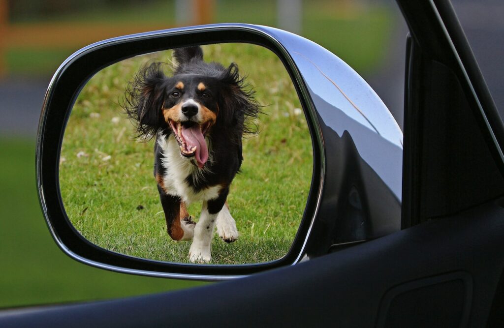 hond in auto 