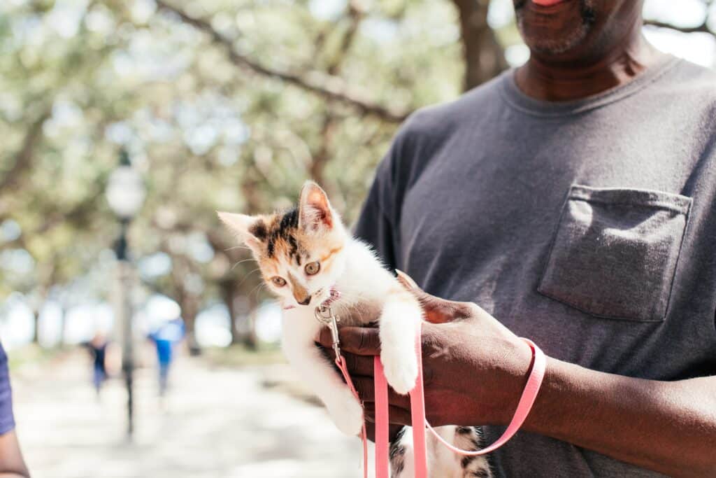 Kitten met een roze tuigje