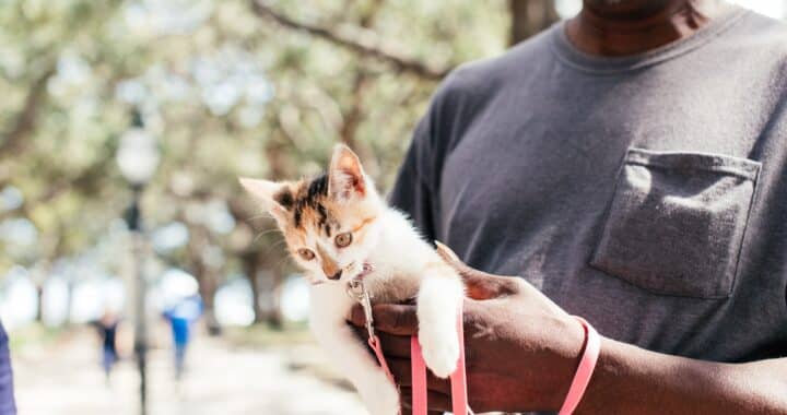 Kitten met een roze tuigje