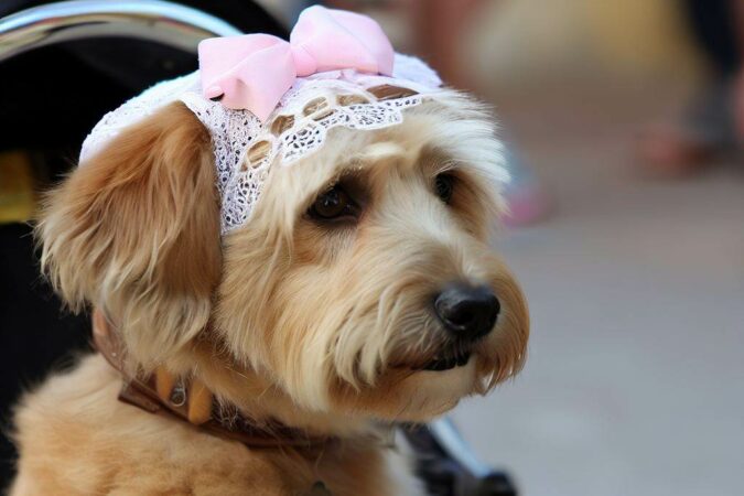 hond in buggy