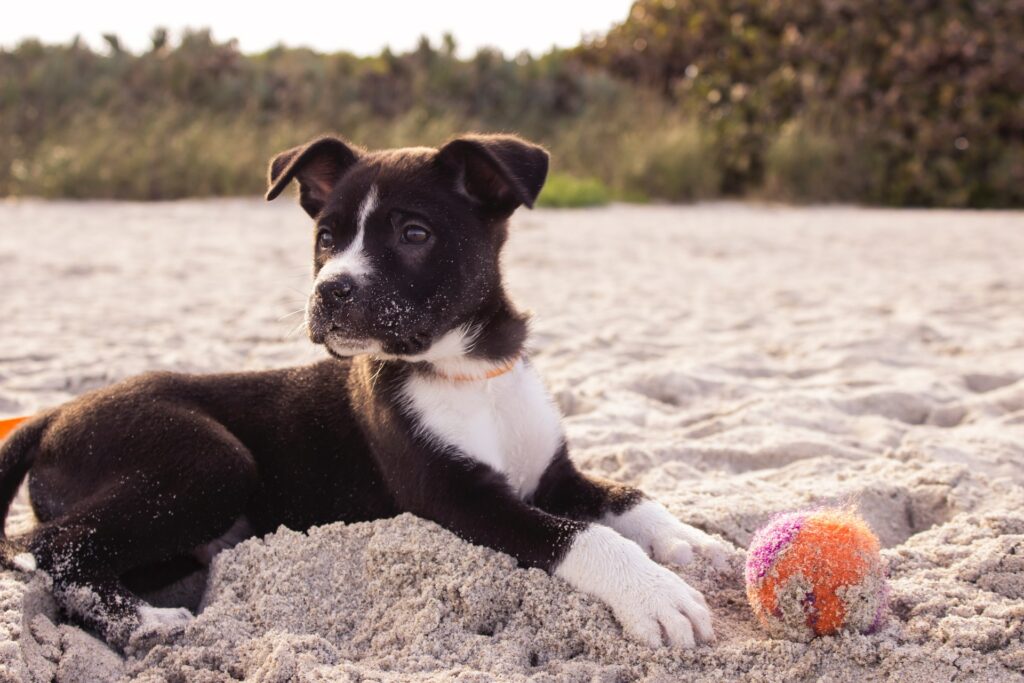 Welke soorten puppyspeelgoed heb je?