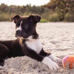 Welke soorten puppyspeelgoed heb je?
