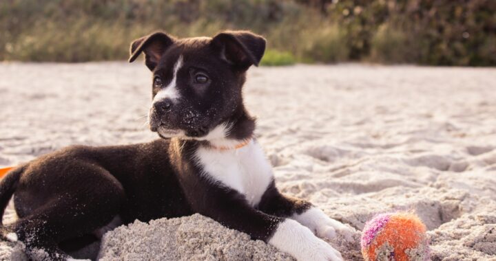 Welke soorten puppyspeelgoed heb je?