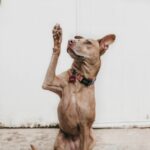 Hoe leer ik mijn hond trucjes?
