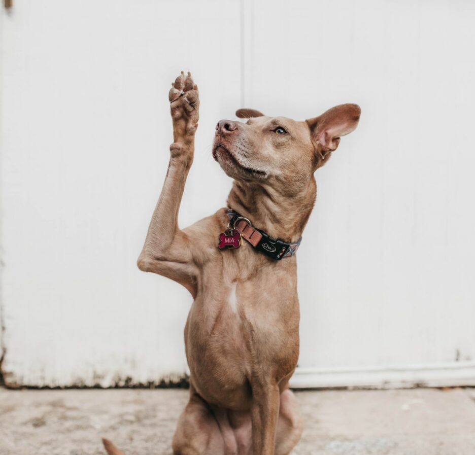 Hoe leer ik mijn hond trucjes?