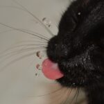 kat gehydrateerd houden tips