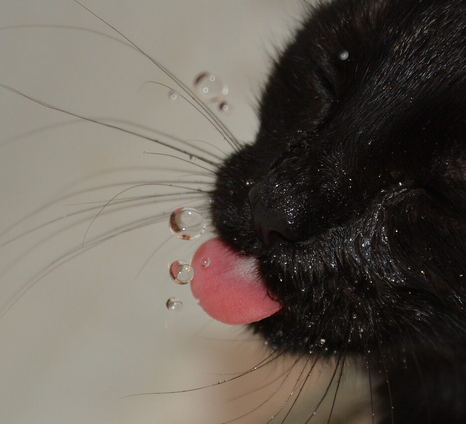 kat gehydrateerd houden tips