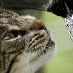 drinkfontein kat