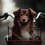 hond in mand