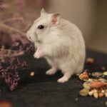 De beste plek voor een hamsterkooi