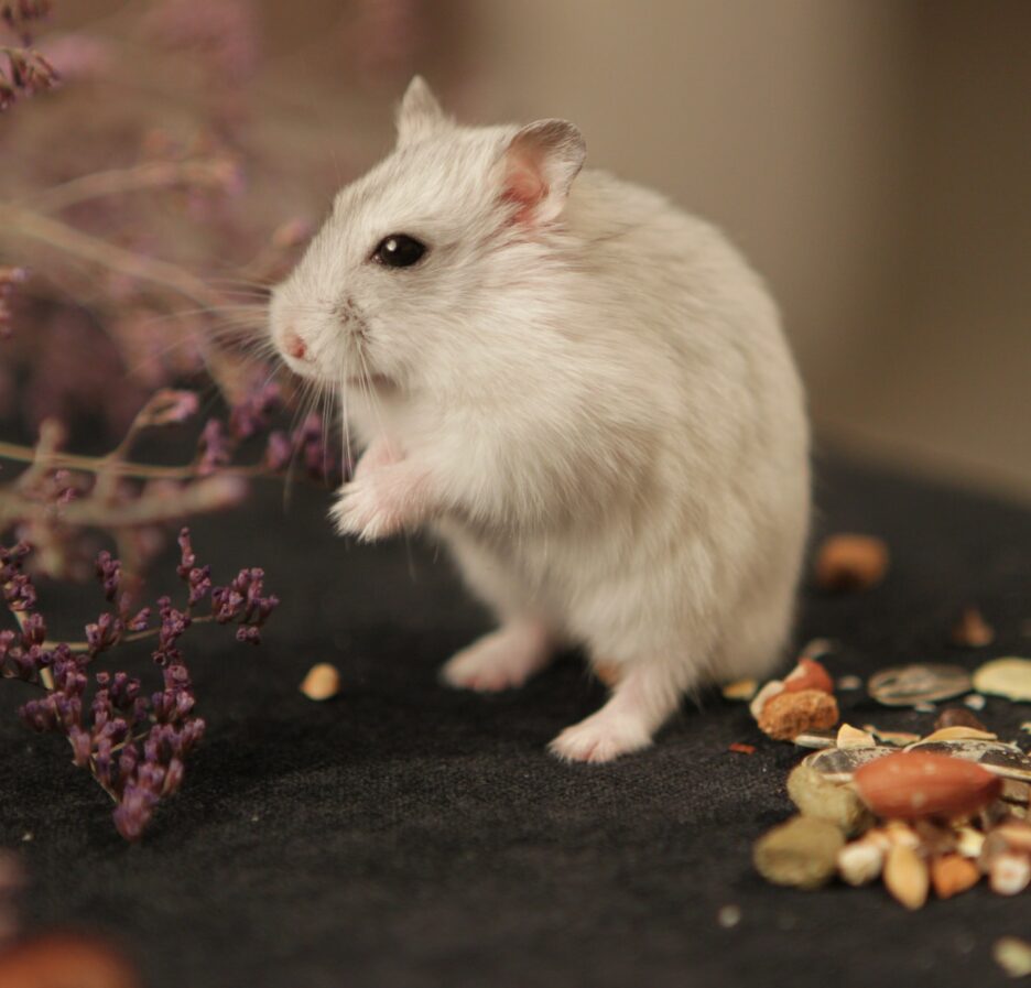 De beste plek voor een hamsterkooi