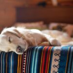 De slaaphouding van honden en de betekenis erachter