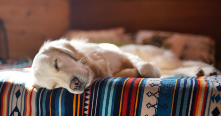 De slaaphouding van honden en de betekenis erachter