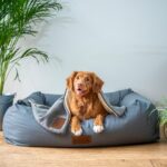 Tips om je hond in de mand te krijgen