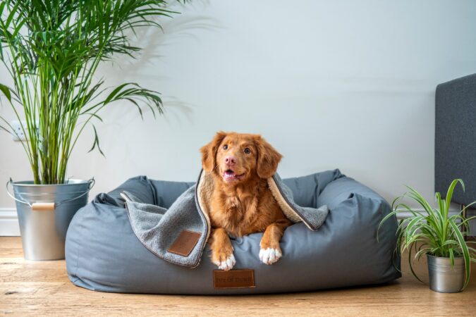 Tips om je hond in de mand te krijgen