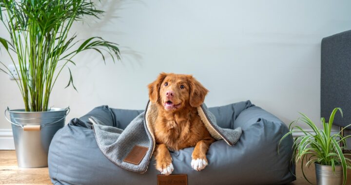 Tips om je hond in de mand te krijgen