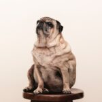 Hoe kun je obesitas bij honden voorkomen?