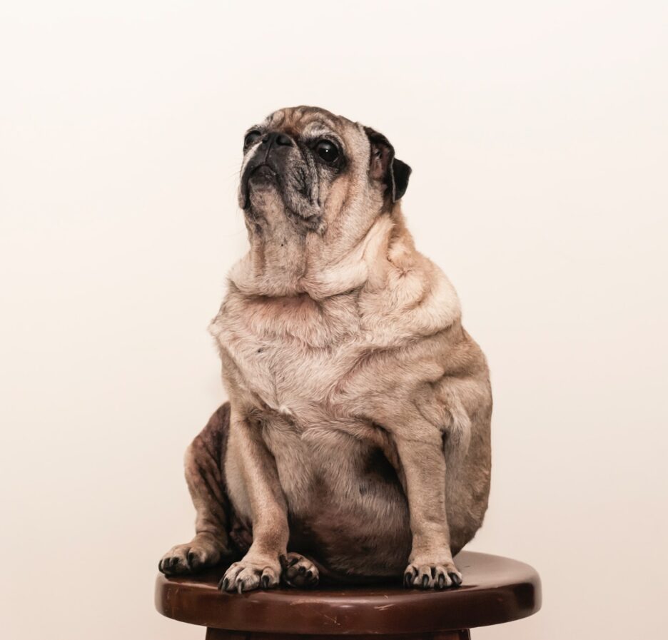 Hoe kun je obesitas bij honden voorkomen?