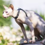 kattentuigje
