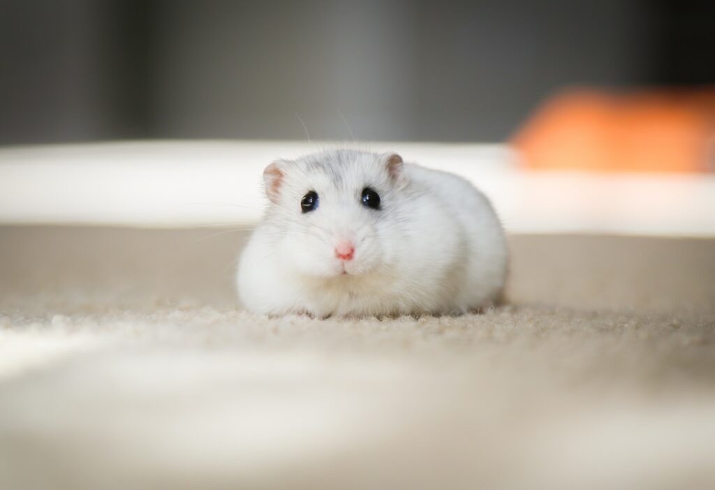 Dat kan zeker! Zolang je er maar voor zorgt dat het hamsters zijn van hetzelfde ras.