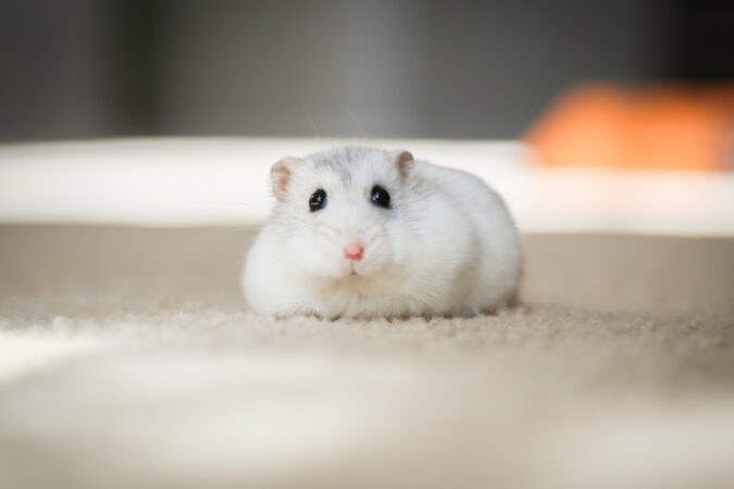 Dat kan zeker! Zolang je er maar voor zorgt dat het hamsters zijn van hetzelfde ras.