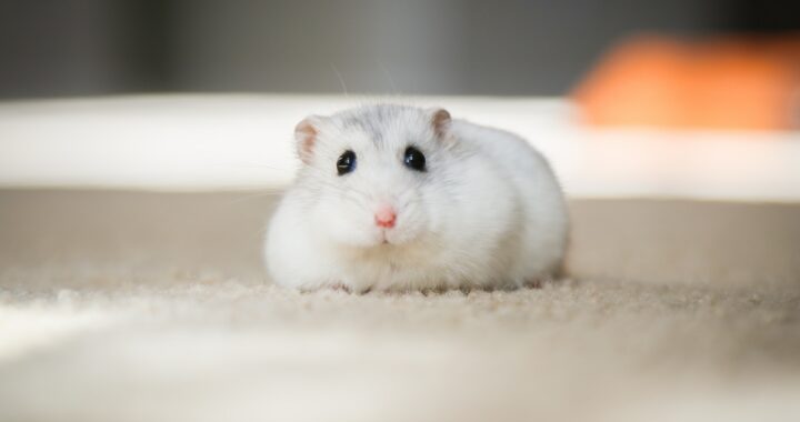 Dat kan zeker! Zolang je er maar voor zorgt dat het hamsters zijn van hetzelfde ras.