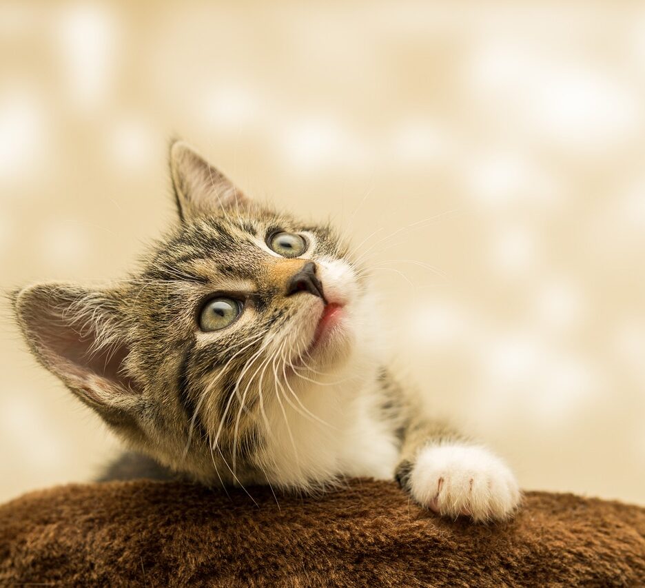 design kattenbak