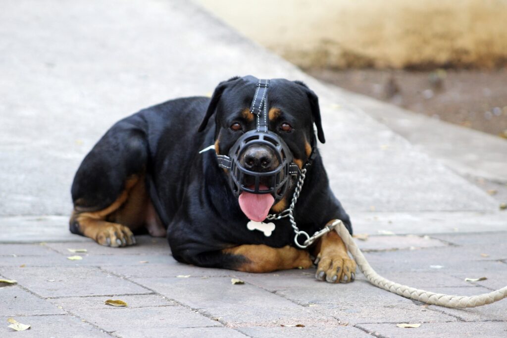 juiste muilkorf kiezen hond