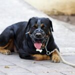 juiste muilkorf kiezen hond