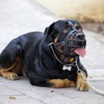 hond muilkorf