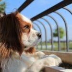 hondenkennel
