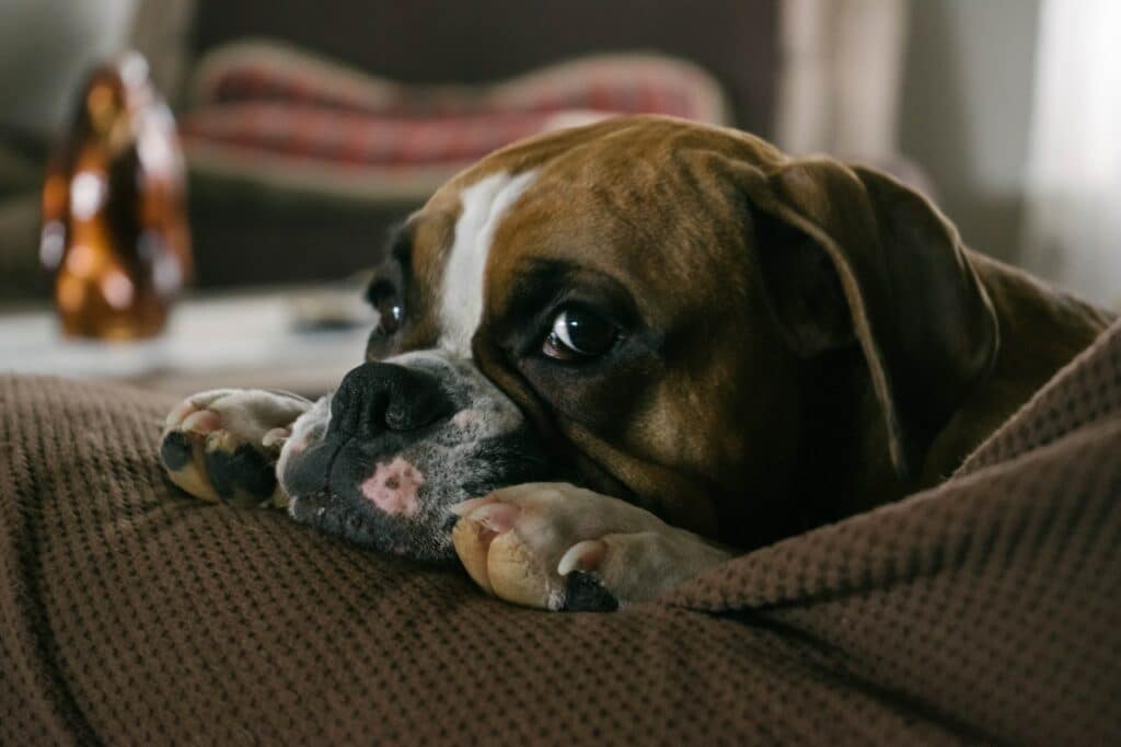 nagelverzorging hond