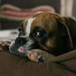 nagelverzorging hond