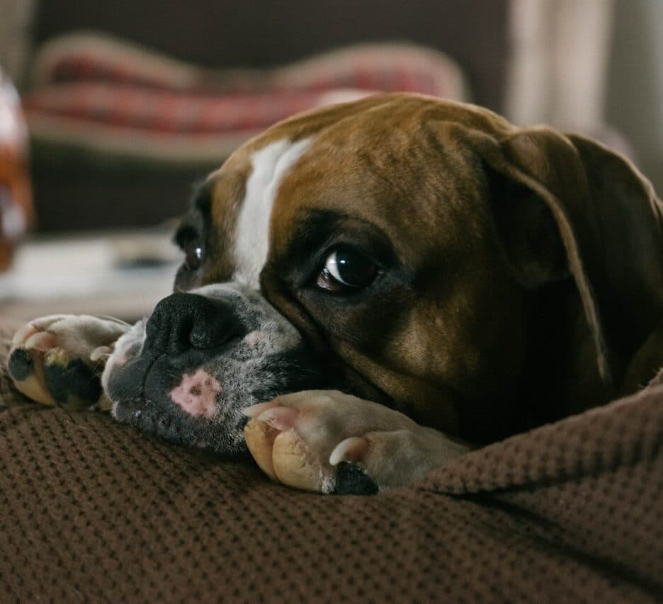 nagelverzorging hond