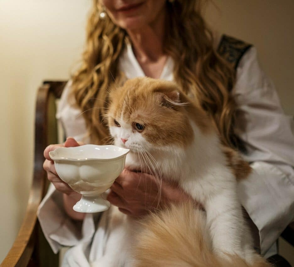 drinkende kat