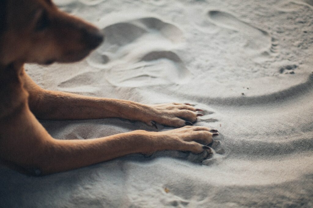 nagelknippen van hond