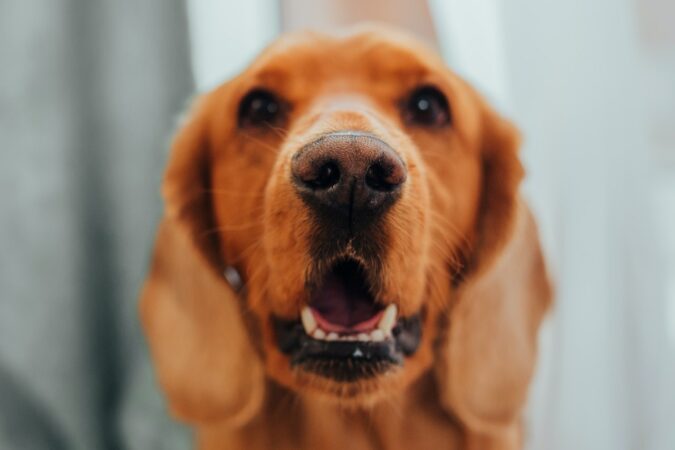 koelmat hond