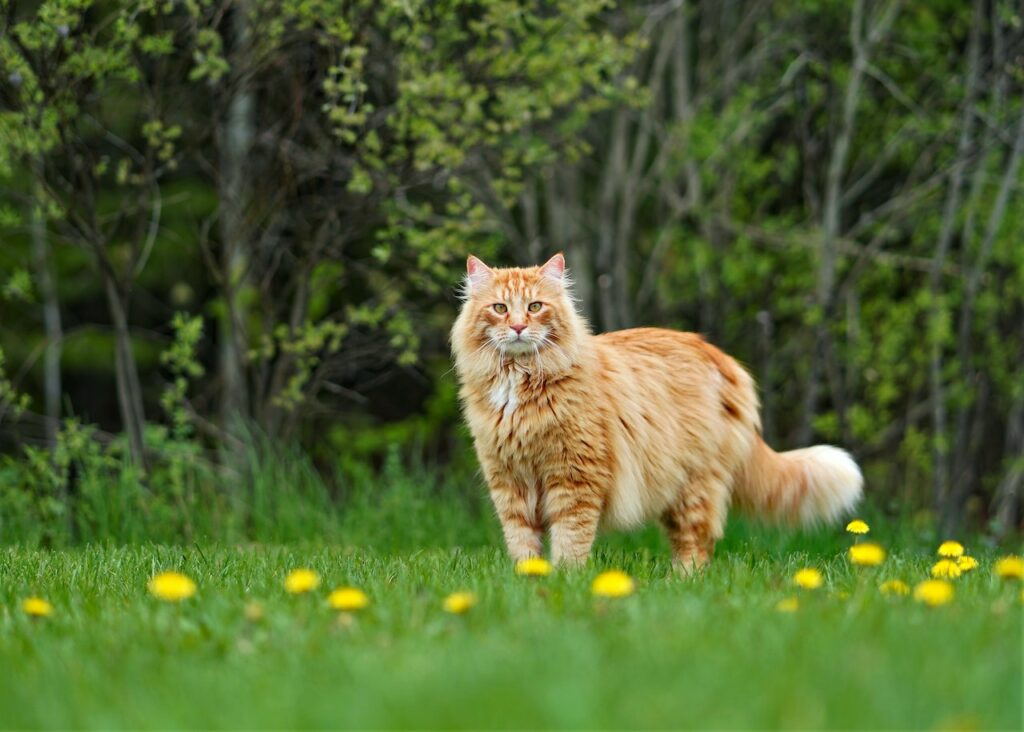 grote kattenbak maine coon