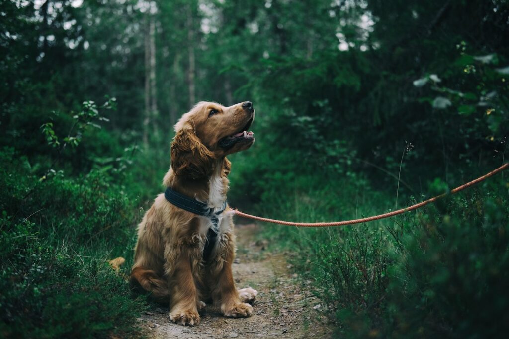 halsband of tuigje hond