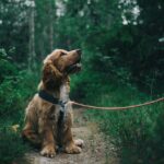 halsband of tuigje hond