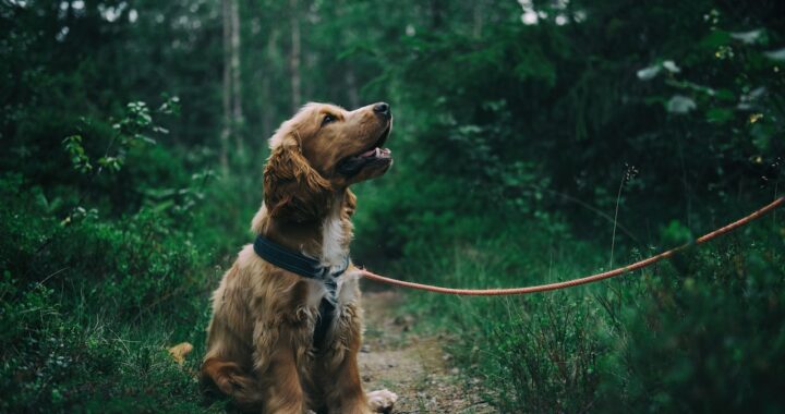 halsband of tuigje hond