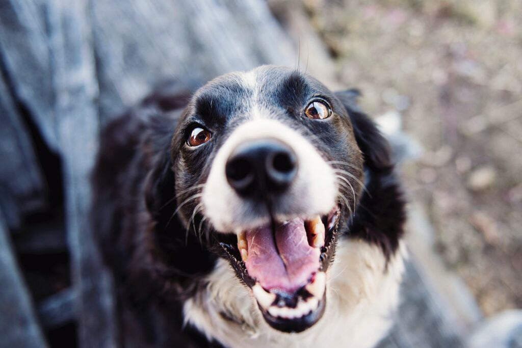 hond uitlaten met tuig