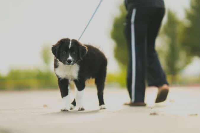 hond met riem